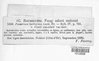 Fusarium herbarum image